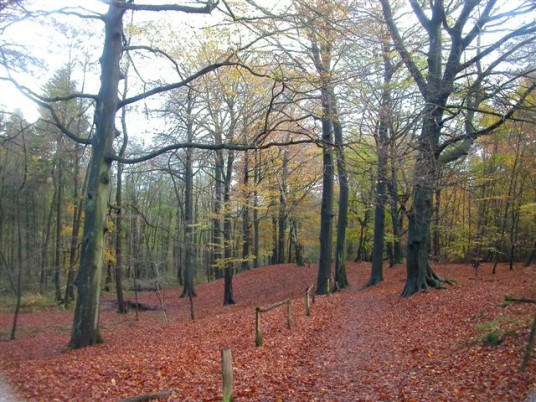 Buchenwald im Speldorfer Waldgebiet Mülheim an der Ruhr zur Herbstzeit