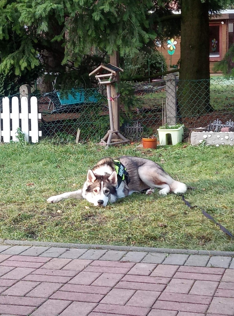 Rückmeldung eines vermittelten Hundes. Loup ehemals Siri im neuen Zuhause. - Tierheim