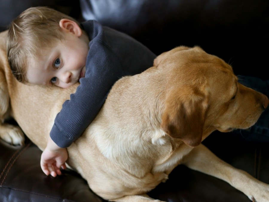 Kleines Kind kuschelt mit einem Labrador Hund. Tierhaltung, Kindertagespflegepersonen, Kita, Kinderbetreuung, Pflegevater, Pflegemutter, Kinderpflegenest - Canva