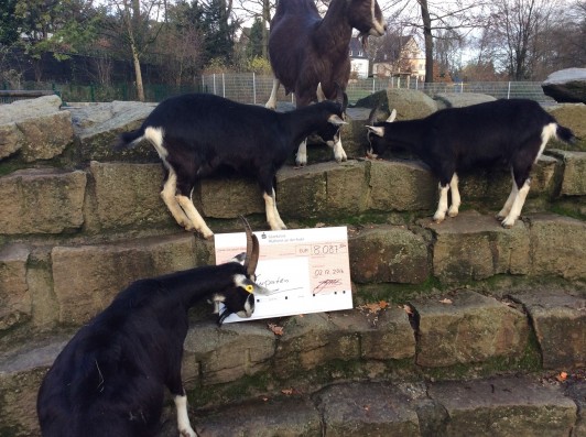 Das Tiergehege Witthausbusch freut sich über die gelungene Aktion des Forums: Besonders die Ziegen hatten Spaß an dem Spendenscheck