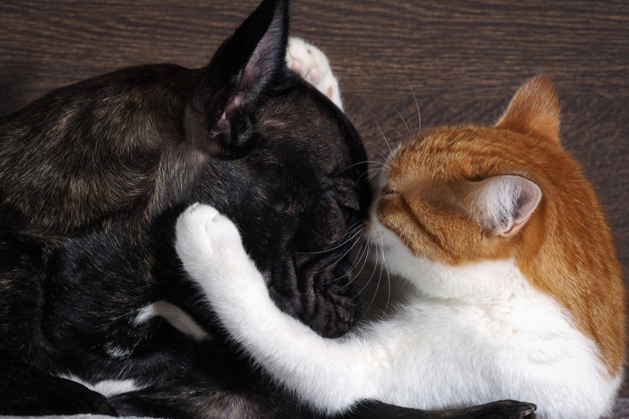 Katze und Hund kuscheln miteinander. Infos zur Abgabe von Tieren. Tierheim - Canva Katze und Hund kuscheln miteinander. Infos zum Erwerb von Tieren. Tierheim - Canva