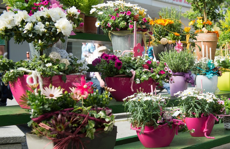 Eine blühende, farbenfrohe und abwechslungsreiche Blumen- und Pflanzenvielfalt erwartet Besucher und Besucherinnen am Samstag, den 11. April 2015 beim Blumenmarkt in der - hoffentlich sonnenbeschienenen - Innenstadt.