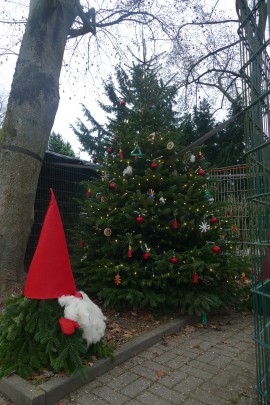 Tiergehege Witthausbusch wünscht frohe Weihnachten: Der Arche-Park ist weihnachtlich geschmückt und bietet auch von außen eine schöne Ansicht. Lebensgroße Wichtel aus Tannenzweigen mit rotem Filzhut und weißem Bart und beleuchtete Weihnachtsbäume begrüßen die Besucherinnen und Besucher. - Dieter Klein