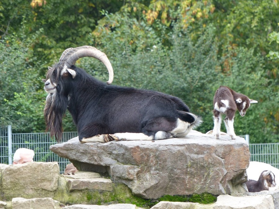 Tierpatentag 2015 im Tiergehege Witthausbusch: Ziegen - Amt für Grünflächenmanagement und Friedhofswesen