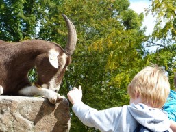 Tierpatentag 2014 im Tiergehege Witthausbusch: Kind mit Ziege