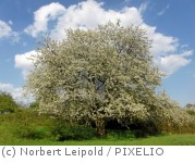 Ein Kirschbaum in voller Blüte - Schöner kann der Frühling nicht sein