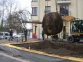 Amberbaum folgt Esche: Erfolgreiche Großbaumpflanzung am Stadthafen - Der neue Baum wird zu seinem Bestimmungsort gehoben - Quelle/Autor: Volker Wiebels