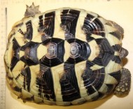 Für Griechische Landschildkröten (Testudo hermanni), die zu den Anhang A-Arten gehören, müssen immer CITES-Bescheinigungen geführt werden.