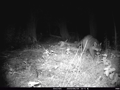 Wildtierkamera: Waschbär-Männchen in der Tongrube Rotkamp, Nachtaufnahme - Amt für Umweltschutz