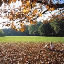 Große Grünfläche im Waldgebiet mit Kindern, Herbstlaub