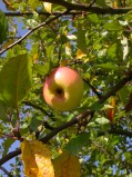 Unter dem Motto „Alles rund um den Apfel“, veranstaltet die Biologische Station Westliches Ruhrgebiet (BSWR) mit der Familie Geldermann am 3. Oktober 2010 von 12.00 bis 17.00 Uhr ein Apfelfest, zu dem alle interessierten Bürger herzlich eingeladen sind.