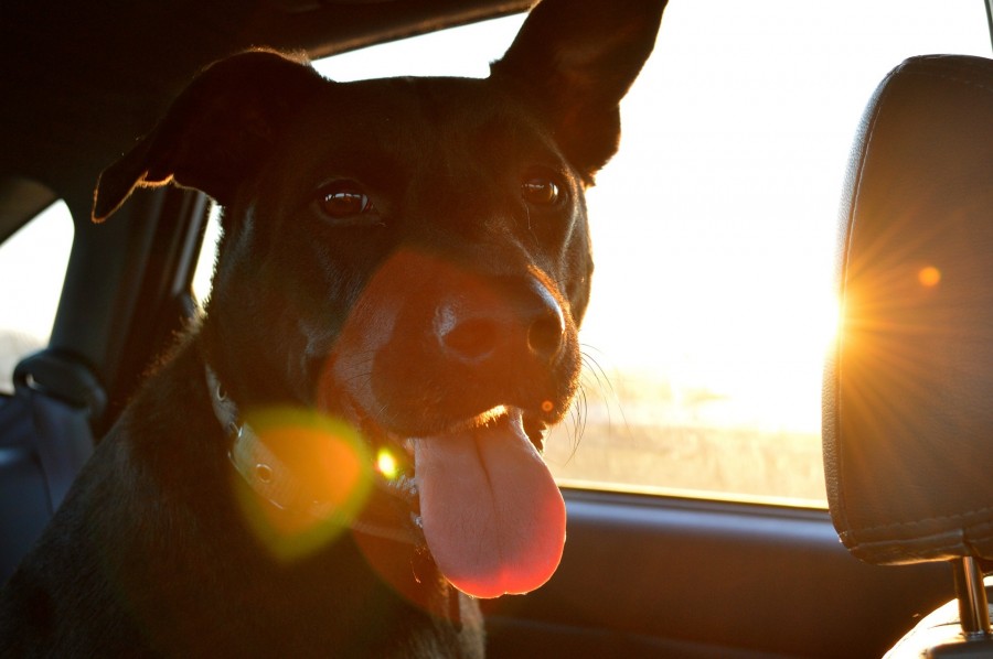 Hunde, Sommer, Hitze, Autos, PKW, Sicherheit, Tierschutz, Gesundheit - Free-Photos auf Pixabay