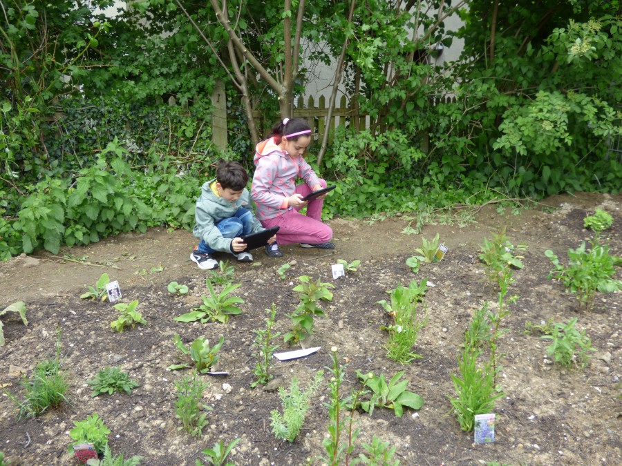 Kinder der Grundschule am Dichterviertel entdecken mithilfe einer App die Pflanzen des Schulgartens. - Stadtteilmanagement Eppinghofen