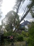 An der Dimbeck sind zahlreiche Bäume durch den Sturm beschädigt worden, so dass umfangreiche Reparatur- und Wiederherstellungsarbeiten notwendig sind. - Quelle/Autor: Amt für Grünflächenmanagement und Friedhofswesen