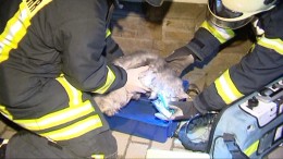 Die gerettete Katze wurde zunächst mit Sauerstoff versorgt und eine Tierklinik gebracht.